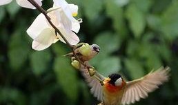 鸟语花香爆料特效视频下载,沉浸式体验自然之美